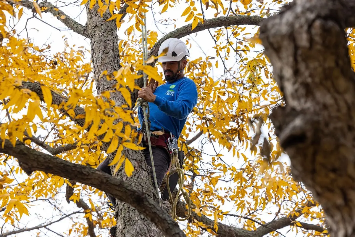 Skilled Tree Pruning crew working in Vallecitos